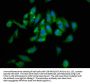 NSD2 Antibody