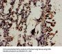 WIF1 Antibody