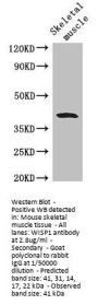WISP1 Antibody