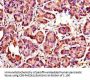 WISP1 Antibody