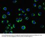 WISP1 Antibody