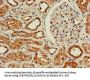 WISP3 Antibody