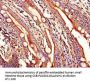 WNT1 Antibody