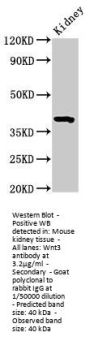 Wnt3 Antibody