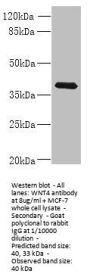 WNT4 Antibody
