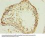 WNT4 Antibody