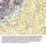 WNT4 Antibody
