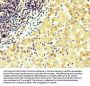 WNT4 Antibody