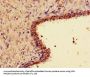 WNT7A Antibody