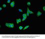 WNT7A Antibody