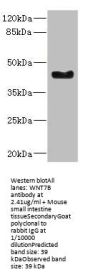 WNT7B Antibody