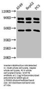 WNT7B Antibody
