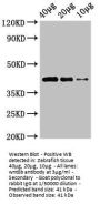 wnt8b Antibody