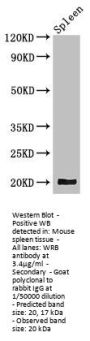 WRB Antibody