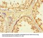 WRB Antibody
