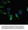 WRB Antibody