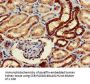 WWP2 Antibody
