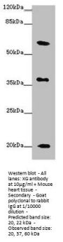 XG Antibody