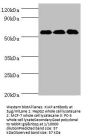 XIAP Antibody