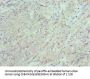 XIAP Antibody
