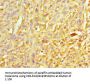 XIAP Antibody