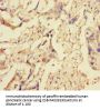 XIAP Antibody