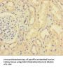 XIAP Antibody