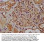XIRP2 Antibody