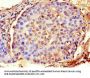 ACTG1 Antibody