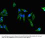 ACTG1 Antibody