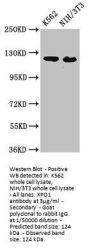 XPO1 Antibody