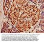 XPO1 Antibody