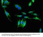 XPO1 Antibody