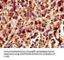 XRCC5 Antibody