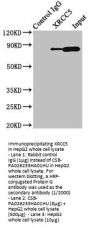 XRCC5 Antibody