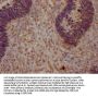 YAP1 Antibody