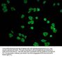 YAP1 Antibody