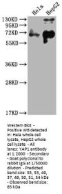YAP1 Antibody