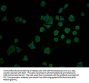 YAP1 Antibody