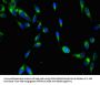 YES1 Antibody