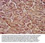 YPEL5 Antibody