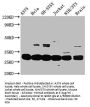 YWHAE Antibody