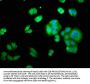 YWHAE Antibody