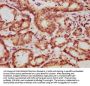 YWHAE Antibody