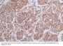 YWHAG Antibody