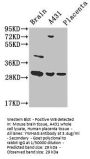 YWHAG Antibody