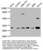 YWHAG Antibody