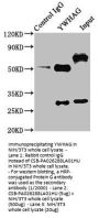 YWHAG Antibody