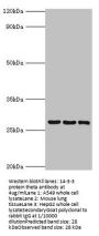 YWHAQ Antibody