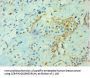 YWHAQ Antibody